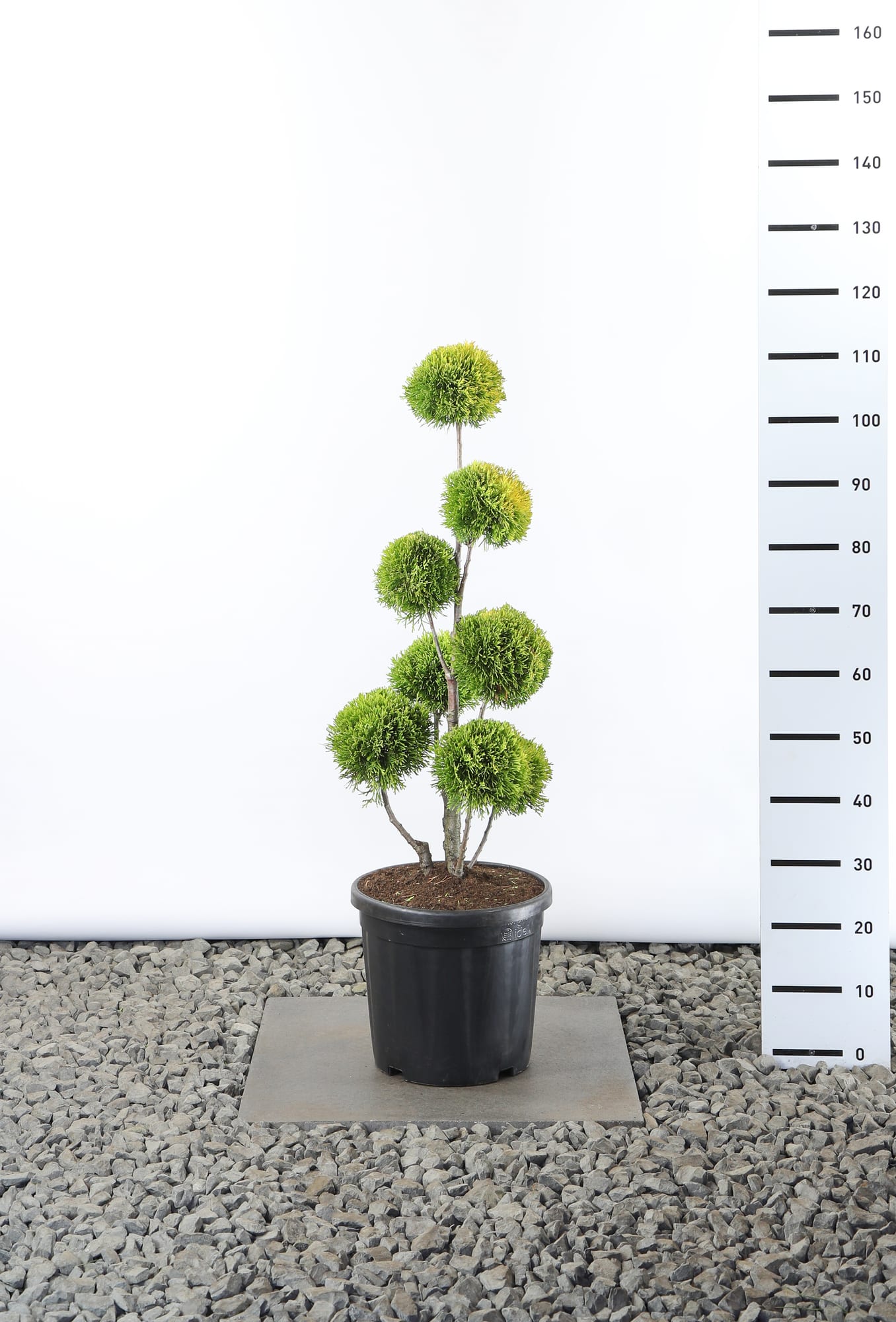 Thuja occ. 'Golden Smaragd' - Multibol