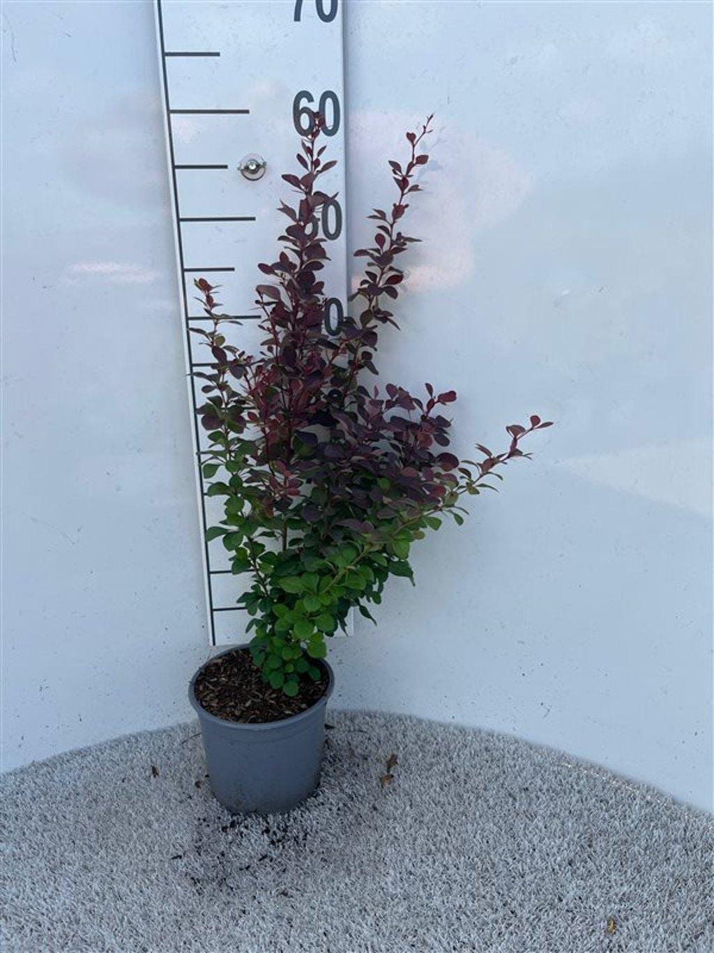 Berberis thunb. 'Atropurpurea'