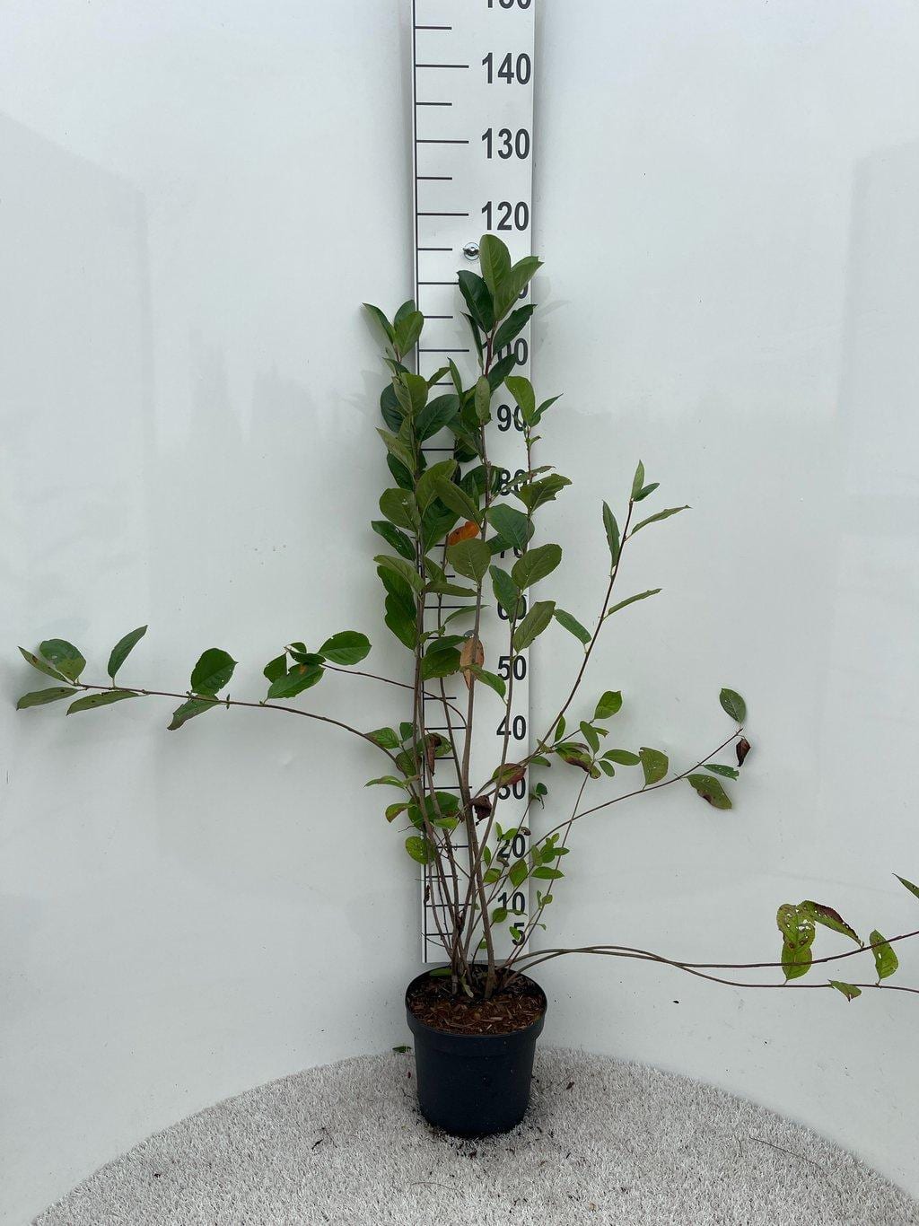 Aronia melanocarpa