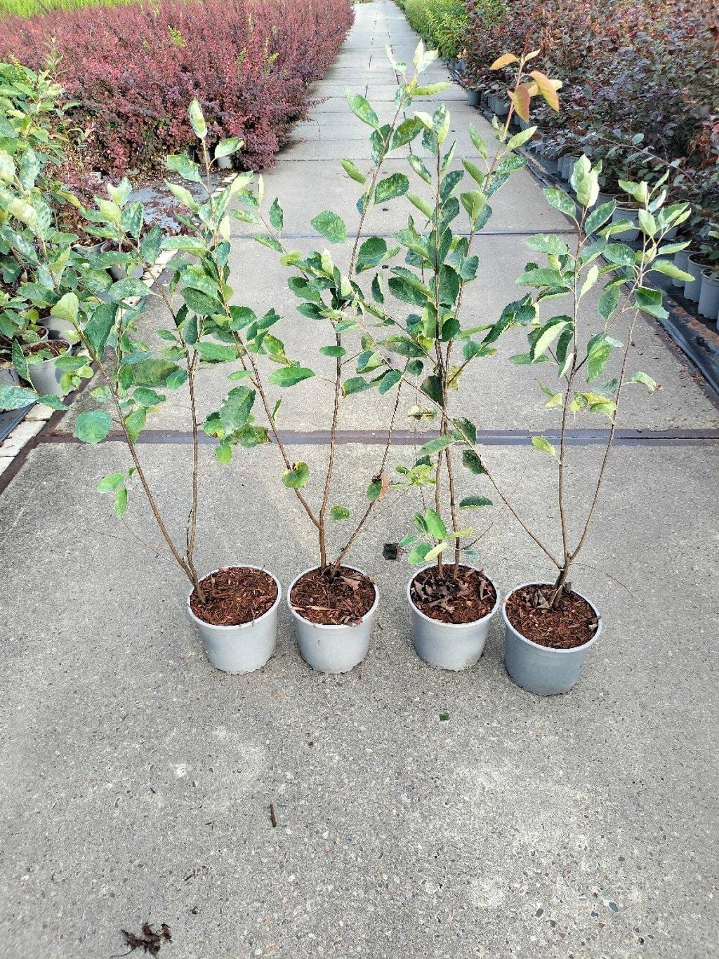 Amelanchier ovalis