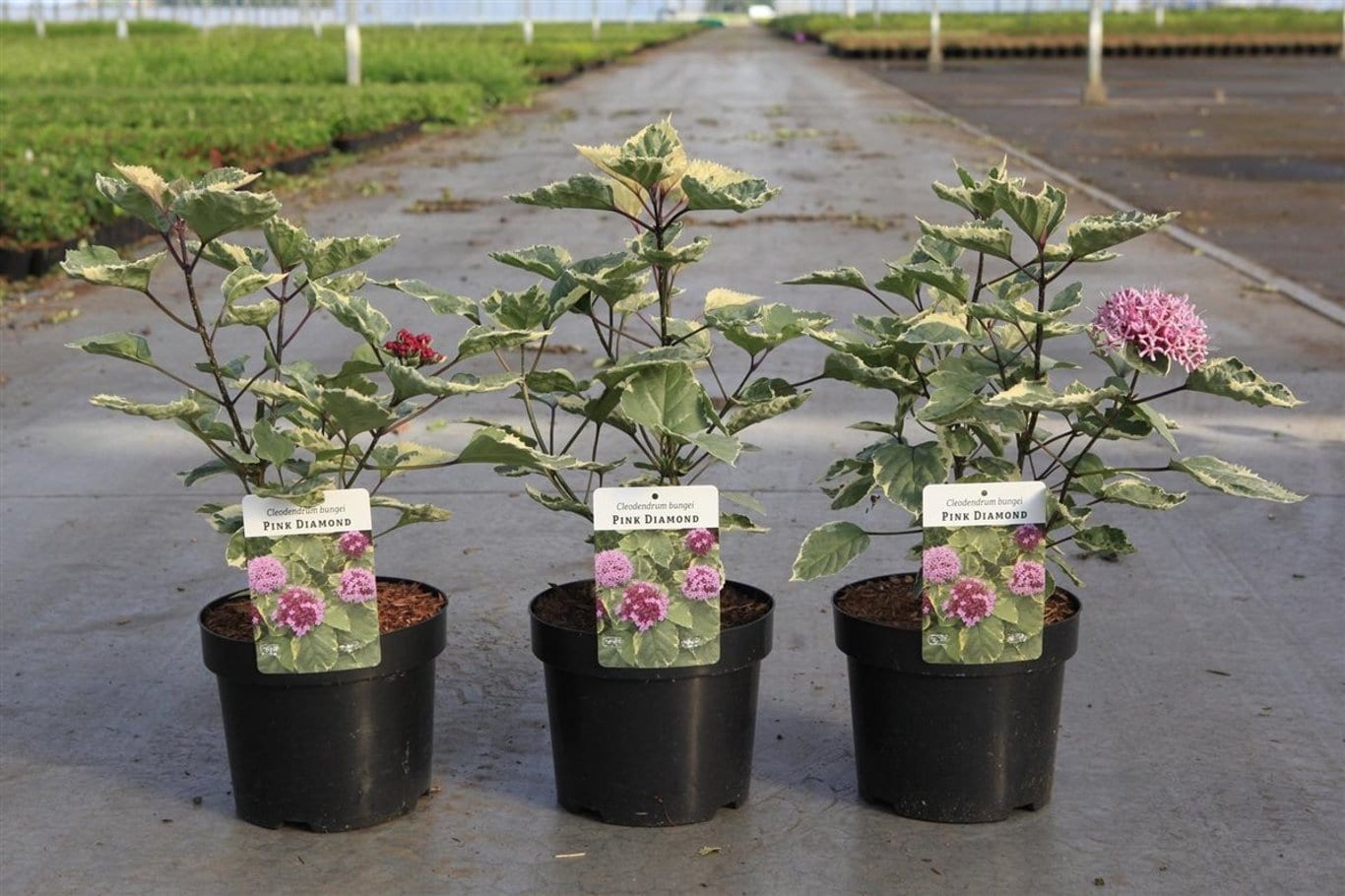 Clerodendrum bungei 'Pink Diamond'
