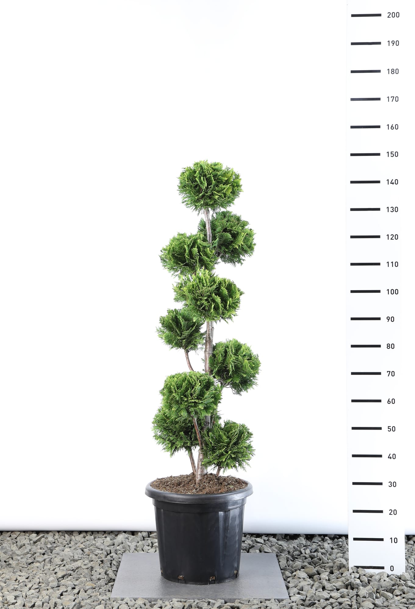 Chamaecyparis l. 'Stardust' - Multibol extra