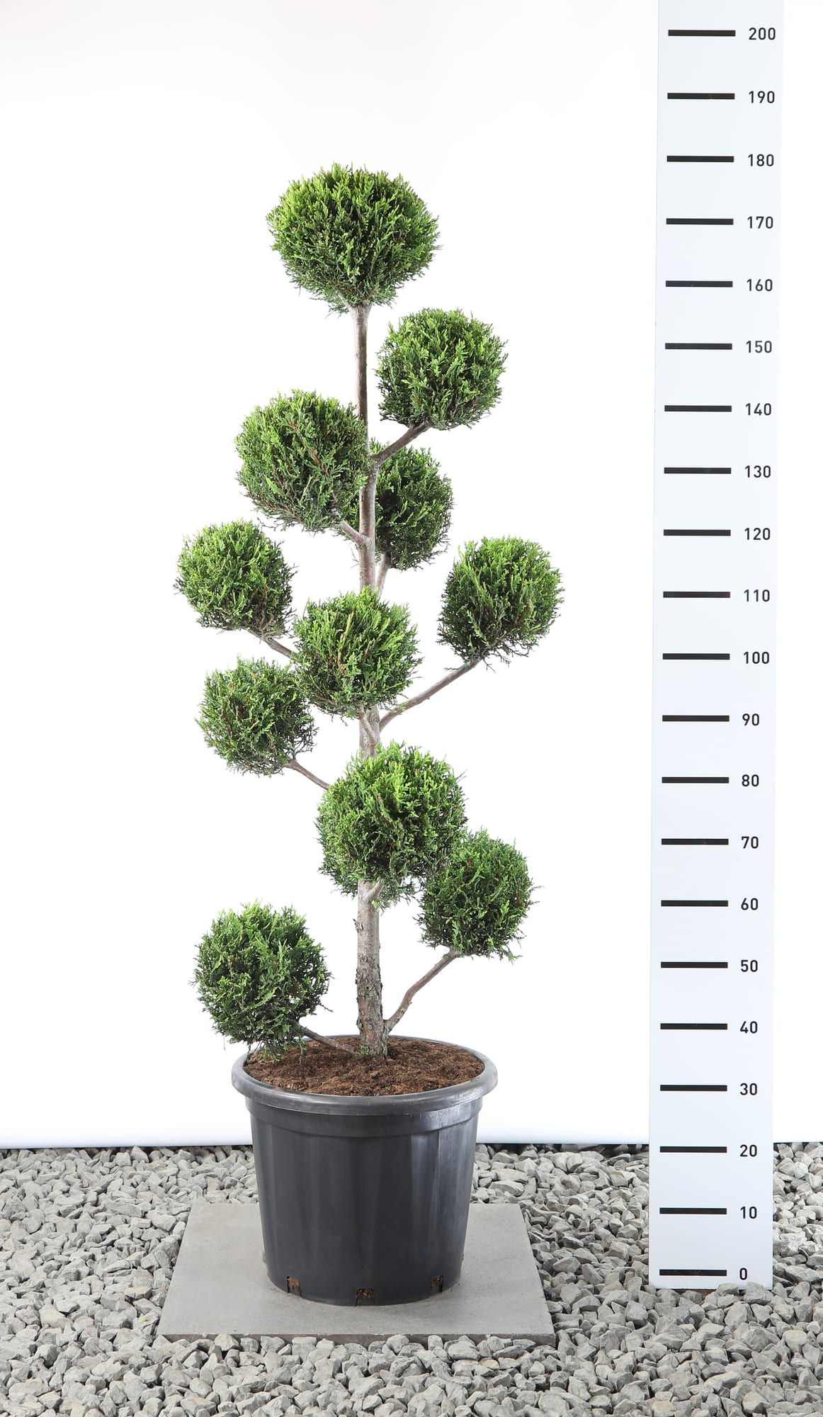 Cupressocyparis l. 'Castlewellan Gold' - Multibol extra