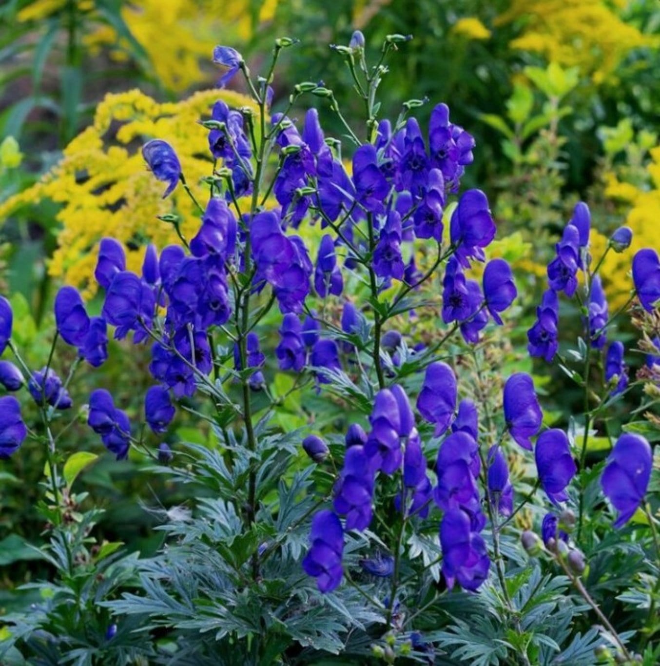 Aconitum carm. 'Arendsii'